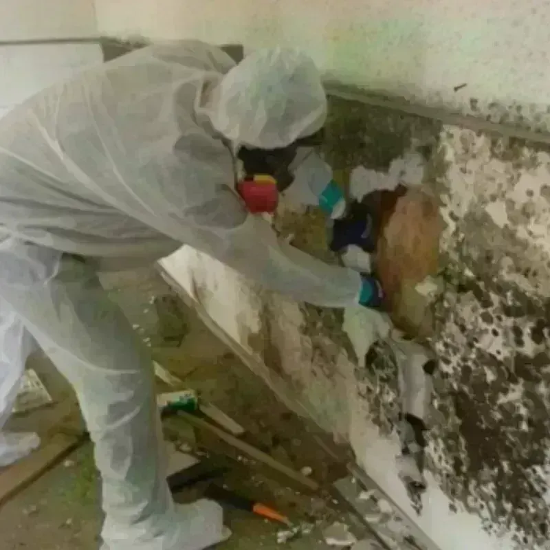 Mold Remediation and Removal in Crossville, AL